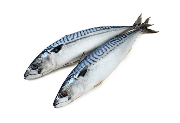 mackerel suppliers seafood morocco