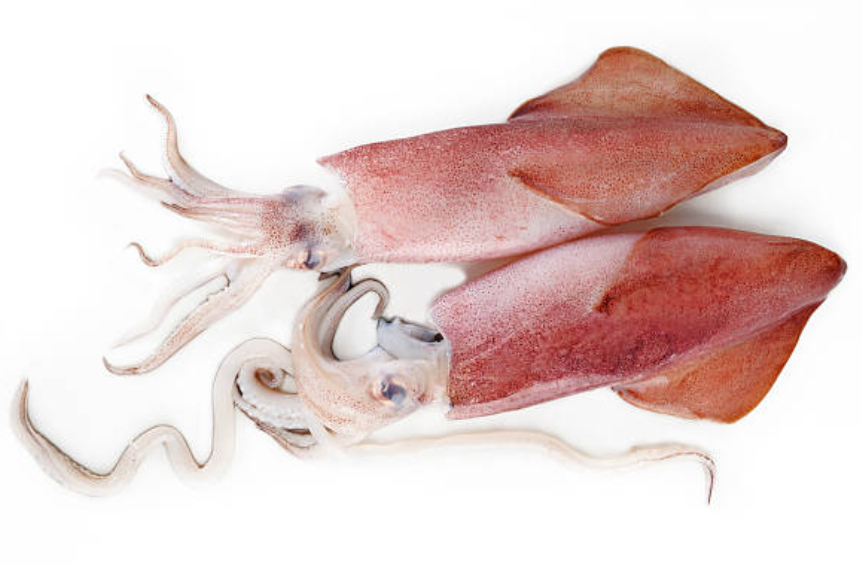 squid Manufacturers Suppliers